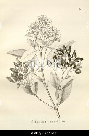 Die cinchona Barks (PL. IV) BHL 6677294 Stockfoto