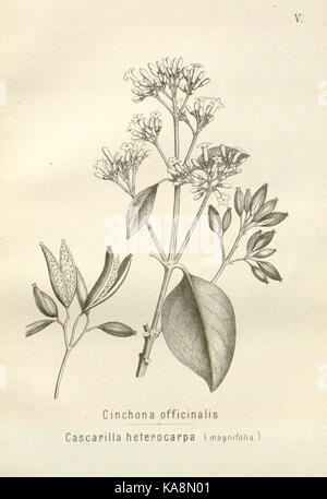 Die cinchona Barks (PL. V) BHL 6677295 Stockfoto