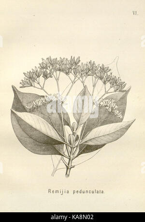 Die cinchona Barks (PL. VI) BHL 6677296 Stockfoto