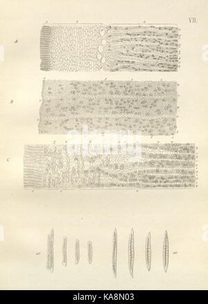 Die cinchona Barks (PL. VII) BHL 6677297 Stockfoto