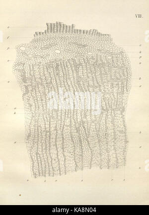 Die cinchona Barks (PL. VIII) BHL 6677298 Stockfoto