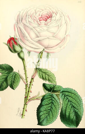 Platte 353 des „The Floral Magazine“ zeigt eine detaillierte Illustration verschiedener Blumen, zeigt botanische Kunst und gibt Einblicke in Pflanzenarten im historischen Kontext. Stockfoto