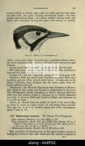 Die Fauna von Britisch Indien, Ceylon und Birma (Seite 35) BHL 20629645 Stockfoto