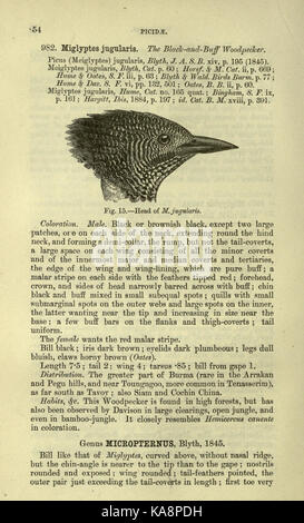 Die Fauna von Britisch Indien, Ceylon und Birma (Seite 54) BHL 20629664 Stockfoto