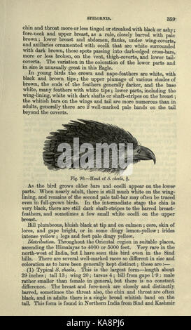 Die Fauna von Britisch Indien, Ceylon und Birma (Seite 359) BHL 20629969 Stockfoto