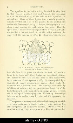 Die britische Rostpilze (uredinales) (Seite 2) BHL 2990736 Stockfoto