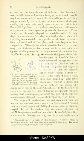 Die britische Rostpilze (uredinales) (Seite 38) BHL 2990772 Stockfoto