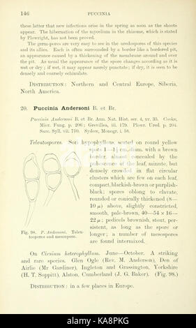 Die britische Rostpilze (uredinales) (Seite 146) BHL 2990880 Stockfoto