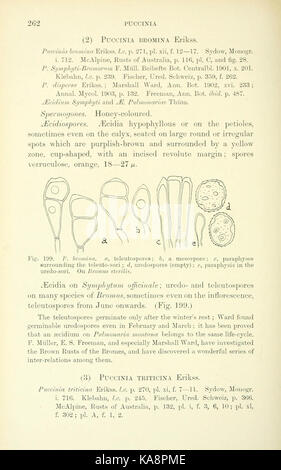 Die britische Rostpilze (uredinales) (Seite 262) BHL 2990996 Stockfoto
