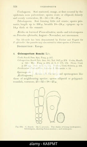 Die britische Rostpilze (uredinales) (Seite 324) BHL 2991058 Stockfoto