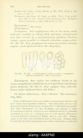 Diese Seite aus einem botanischen Text konzentriert sich auf britische Rostpilze, klassifiziert unter Uredinales. Die Studie hebt die Biologie, den Lebenszyklus und die ökologische Rolle dieser Pilze hervor, die sich auf die Pflanzengesundheit auswirken. Stockfoto