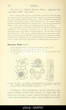 Die britische Rostpilze (uredinales) (Seite 382) BHL 2991116 Stockfoto