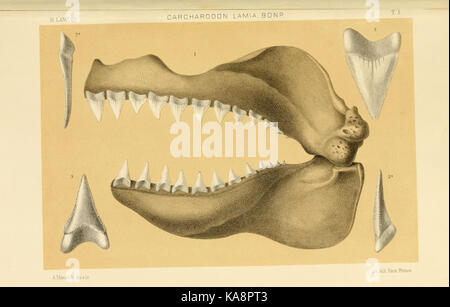 Studi comparativi sui Pesci fossili coi viventi dei generi Carcharodon, Oxyrhina e Galeocerdo (Platte 1) BHL 13812973 Stockfoto