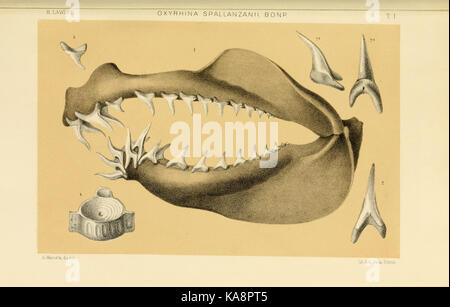 Studi comparativi sui Pesci fossili coi viventi dei generi Carcharodon, Oxyrhina e Galeocerdo (Platte 1) BHL 13813083 Stockfoto