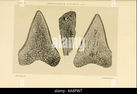 Studi comparativi sui Pesci fossili coi viventi dei generi Carcharodon, Oxyrhina e Galeocerdo (Platte 5) BHL 13812989 Stockfoto