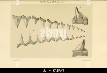 Studi comparativi sui Pesci fossili coi viventi dei generi Carcharodon, Oxyrhina e Galeocerdo (Platte 5) BHL 13813099 Stockfoto