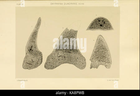 Studi comparativi sui Pesci fossili coi viventi dei generi Carcharodon, Oxyrhina e Galeocerdo (Platte 11) BHL 13813123 Stockfoto