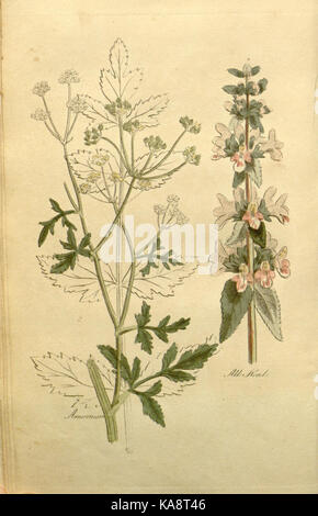 Dieses Bild zeigt eine botanische Illustration aus „The Family Herbal“ mit Schwerpunkt auf Pflanzenarten in einem Vintage- oder historischen Kontext. Es dient als Lehrstück zum Verständnis des Pflanzenlebens in früheren Zeiten, oft in medizinischen oder botanischen Referenzen. Stockfoto