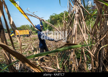 Ein Arbeiter, der Zuckerrohr auf einer Plantage erntete, pachtete und versorgte die verarbeitende Industrie in der Tasikmadu Sugar Mill in Zentral-Java, Indonesien. Stockfoto