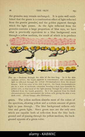 Diese Seite aus „die Biologie des Frosches“ zeigt eine detaillierte wissenschaftliche Illustration eines Frosches mit Schwerpunkt auf biologischen Aspekten wie Anatomie und Physiologie im Rahmen der Untersuchung von Amphibien. Stockfoto