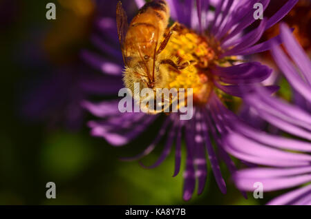 Bienen sammeln Nektar auf Astern. Stockfoto
