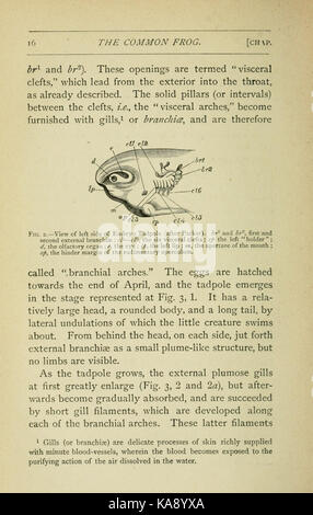 Der grasfrosch (Seite 16, Abb. 2) BHL 7743489 Stockfoto