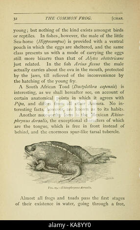 Der grasfrosch (Seite 32, Abb. 13) BHL 7743473 Stockfoto