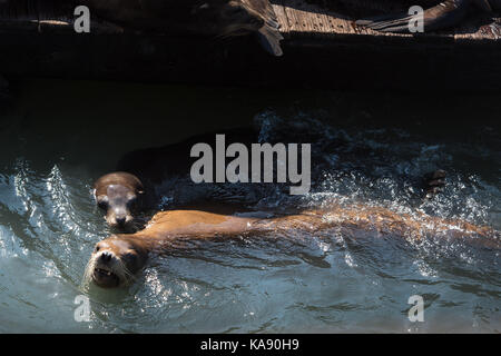 Kalifornische Seelöwen am Pier 39 in San Francisco, Kalifornien, USA Stockfoto