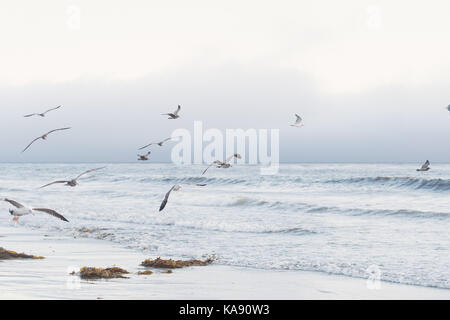 Seevögel Fliegen am Strand in San Simeon, Kalifornien, USA Stockfoto