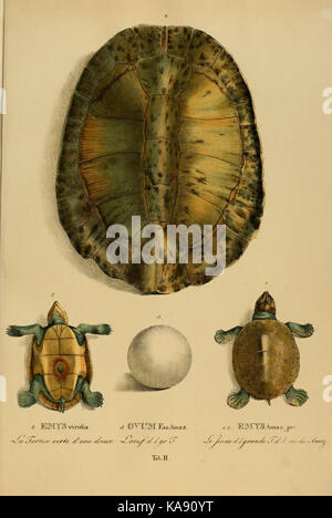 Arten novae Testudinum quas in itinere Annis 1817 1820 (6279656825) Stockfoto