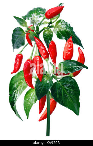 Aji brasilianischen Bonanza Pfeffer (C. baccatum), plant mit Hülsen. Freistellungspfad Stockfoto