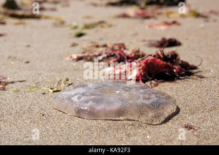 Quallen auf dem Sand von Norwegen in der Nordsee Küste Stockfoto