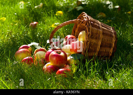 Rote Äpfel mit Wicket Warenkorb im Gras Stockfoto