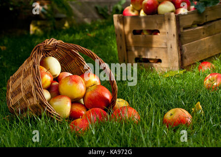 Rote Äpfel mit Wicket Warenkorb im Gras Stockfoto