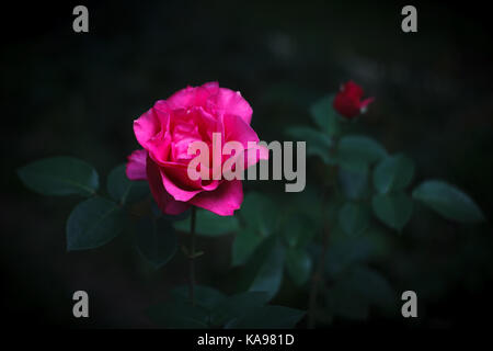 Schöne rosa Rose und eine Knospe auf dunkelgrünem Hintergrund Stockfoto