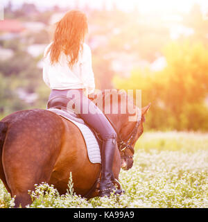 Junge Reiterin Frau mit dem lockigen braunen Haar in Weiß Shirt gehen auf Kamille Feld. Rückansicht equestrian Hintergrund mit Kopie Raum Stockfoto