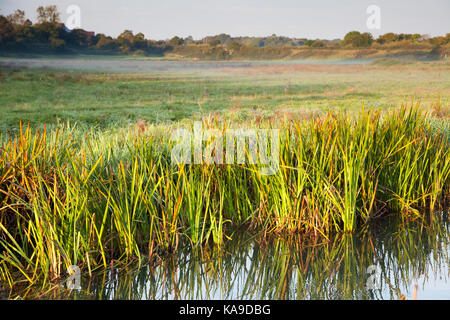 Wareham, Dorset - Flusses Piddle/Trent/North River, Schilf mit Misty gemeinsame Land im Hintergrund Stockfoto