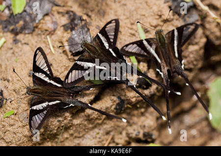 Dragontail Butterfly an der Huay Mae Kamin Kanchanaburi, Thailand. Stockfoto