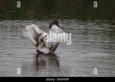 Juvenile cygnet Höckerschwan breitet seine Flügel während des Badens Stockfoto