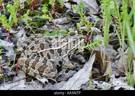 Eine Ebenen Leopard Frog (Lithobates blairi) im Blatt Wurf in Lee's Summit, Missouri, USA Stockfoto