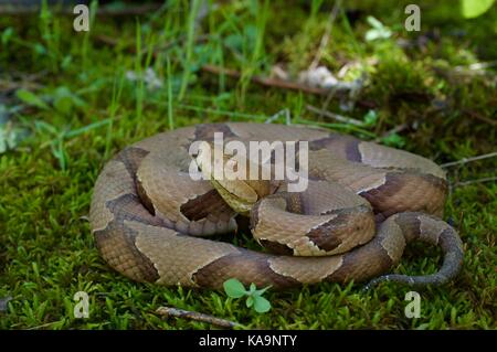 Eine östliche Copperhead (Agkistrodon contortrix) im Moosigen Schatten in Fleming Park, Missouri, USA, gespult Stockfoto