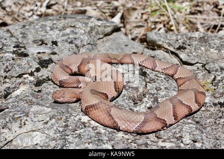 Eine östliche Copperhead (Agkistrodon contortrix) ruht auf einem Felsen in Lee's Summit, Missouri, USA Stockfoto