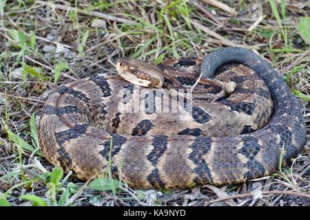 Ein Spiralkabel Holz Klapperschlange in Kansas City, Missouri, USA Stockfoto