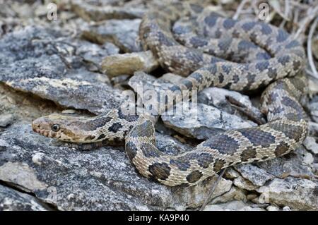 Eine westliche Foxsnake (Pantherophis ramspotti) auf Felsen im Benton County, Iowa, USA, gespult Stockfoto