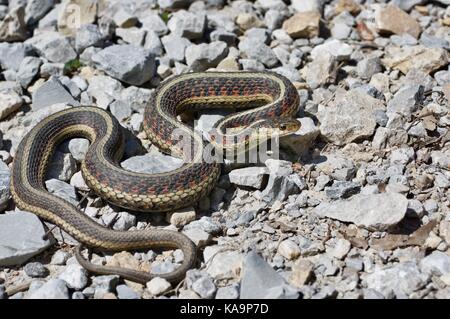 Ein rot-seitig Gartersnake (Thamnophis sirtalis Parietalis) auf einer Schotterstraße im Benton County, Iowa, USA Stockfoto