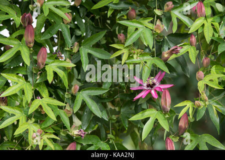 Passiflora Violacea. Violette Passionsblume Stockfoto