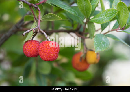 Arbutus unedo. Erdbeere Baum Frucht am Baum Stockfoto