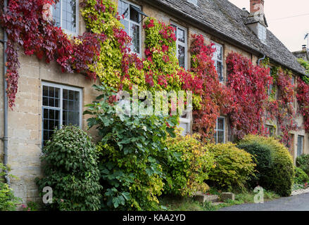 Herbstliche Virginia Creeper/amerikanischen Ivy auf ein Haus in Bledington, Cotswolds, Gloucestershire, England Stockfoto