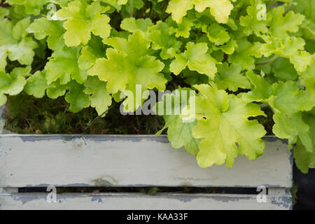 Heuchera 'Lime Marmalade'. Coral Glocken. Alaun root' Lime Marmalade' in einer Holzkiste Pflanzmaschine. Großbritannien Stockfoto