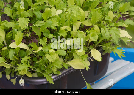 Gemischter salat Blätter in einem Container im September gestiegen. Großbritannien Stockfoto